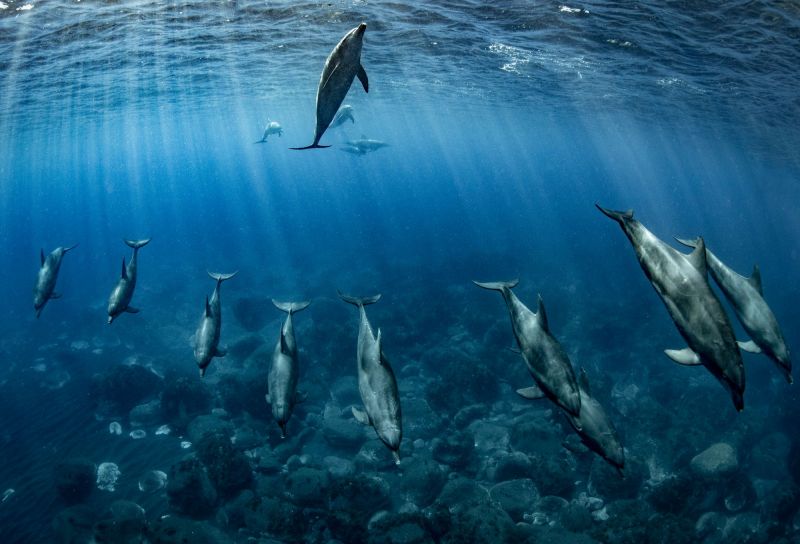 Tác phẩm của Takahashi Reiko